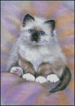 (image for) Mischief Maker Birman